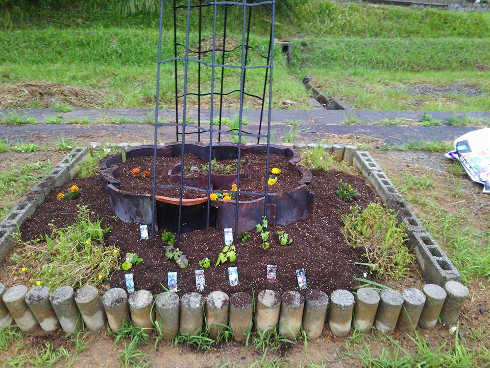 5月26日に朝顔と夕顔とマリーゴールドを植えて3週間たちましたが、枯れない代わりに全然成長もしません-2016-06-18