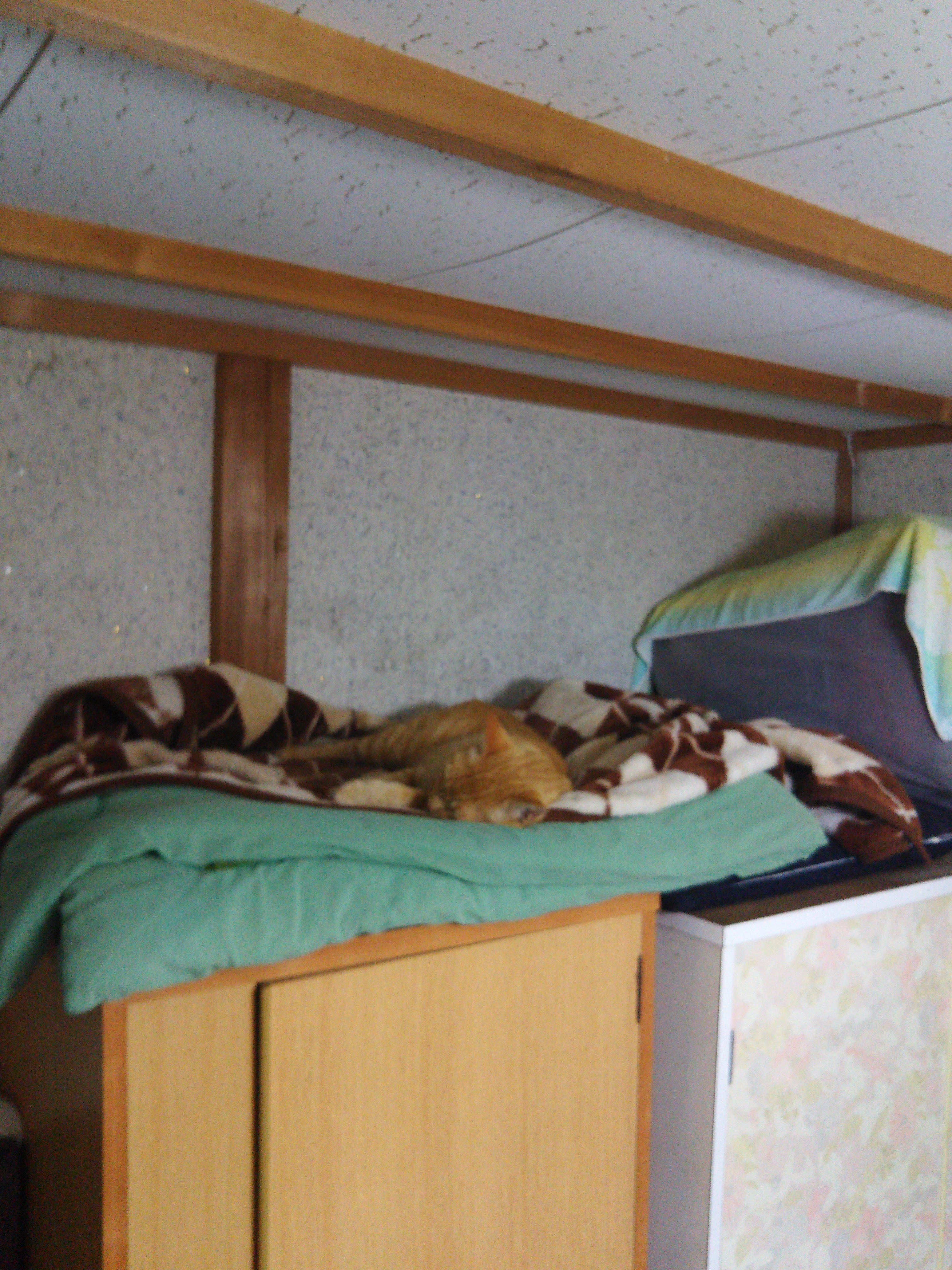 小鳥を捕まえて見せびらかしにきて、食事が終わって衣装ダンスの上にある寝床でくつろぐネコです-2016-06-28