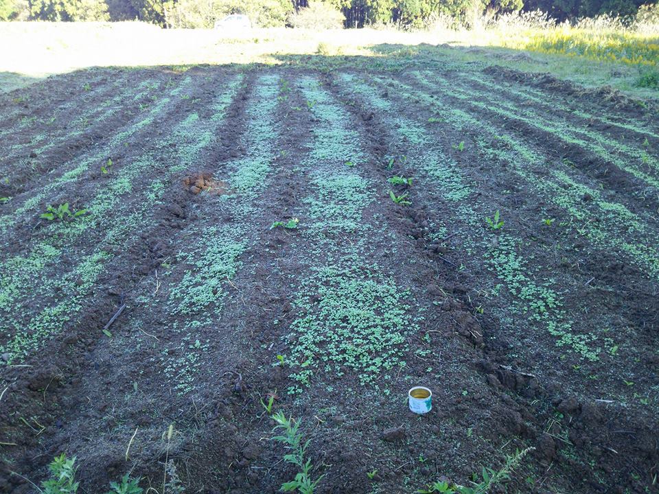 春菊と三陸つぼみなは発芽しました-2016-11-02