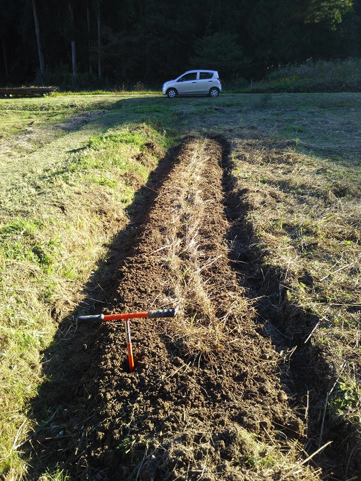 やぐらねぎ38株を定植しました-2016-11-02