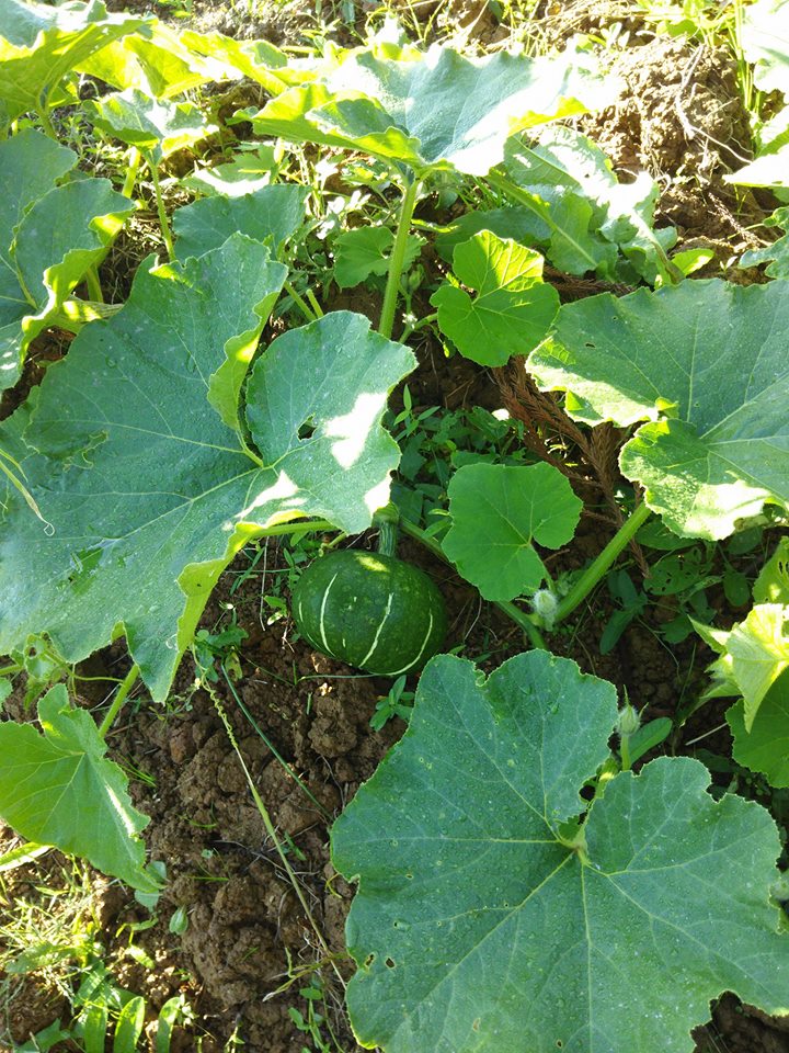 かぼちゃの試験栽培用のくり将軍ですが1個だけは大きくなってます-2016-11-02