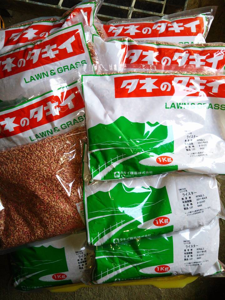 防風用にライ小麦、緑肥と猫草用でえん麦です-2016-11-07