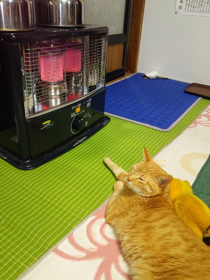 寒くなってきたので数日前にストーブ入れました-2016-11-03