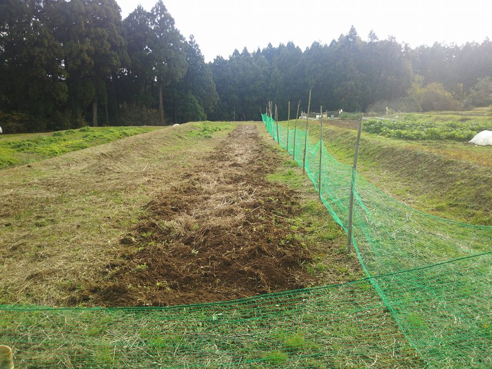 セイタカアワダチソウなどの雑草の根を排除する目的で土起こし中です-2016-11-24