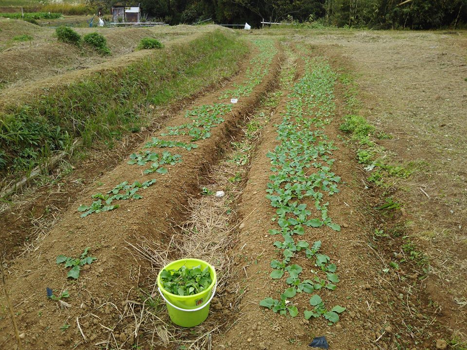 青首大根を最後の間引きで一本にしました-2016-11-08