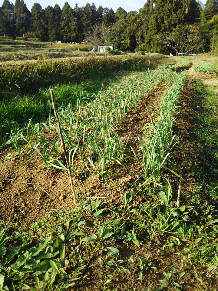 葉ニンニクと辛味大根の現況。無施肥だからこんなものでしょう-2016-11-22