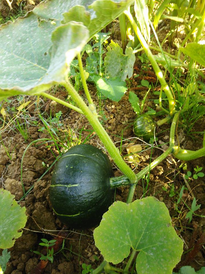 かぼちゃの収穫時期はわかるよね？-2016-11-22