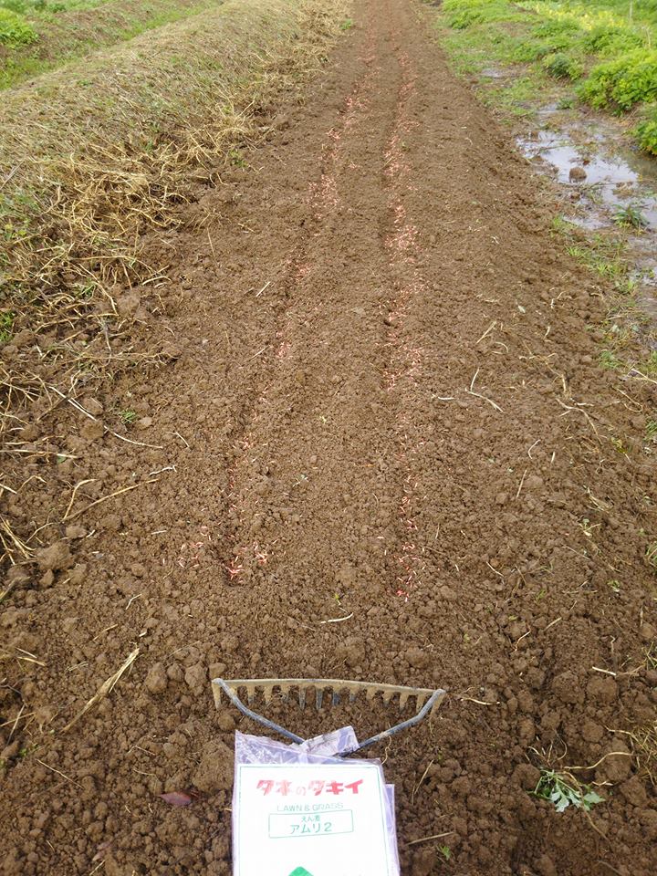 ライ小麦のライスターとえん麦のアムリ2を種まき-2016-11-26
