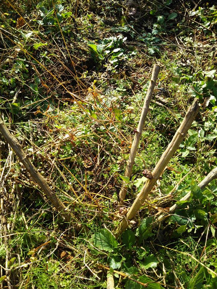 菊芋は掘り出すと日持ちがしないのでそのままにしています-2016-11-21