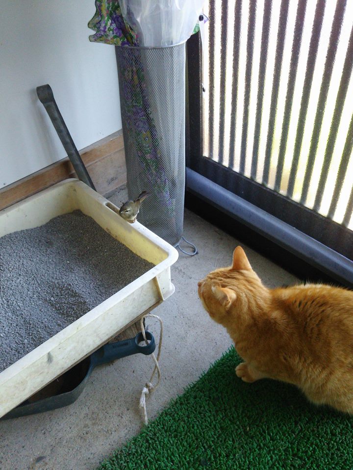 今朝は晴天で日陰は朝9時頃でも地面は霜で覆われていて水田は薄氷がはってます。でもこんな中でも飼い猫は小鳥を捕まえてきます-2016-11-30