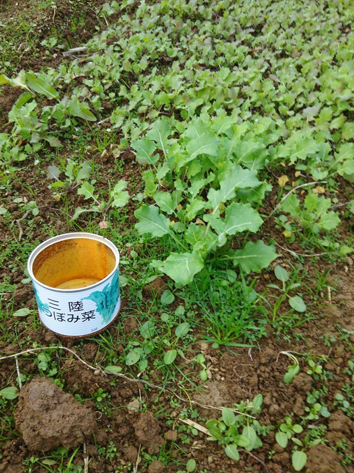 春菊の間引き中です-2016-11-30