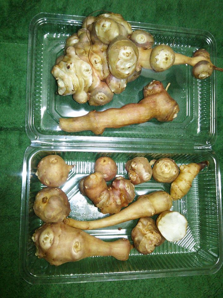 菊芋の日持ちの悪さを室内に放置して調べています-2016-12-05