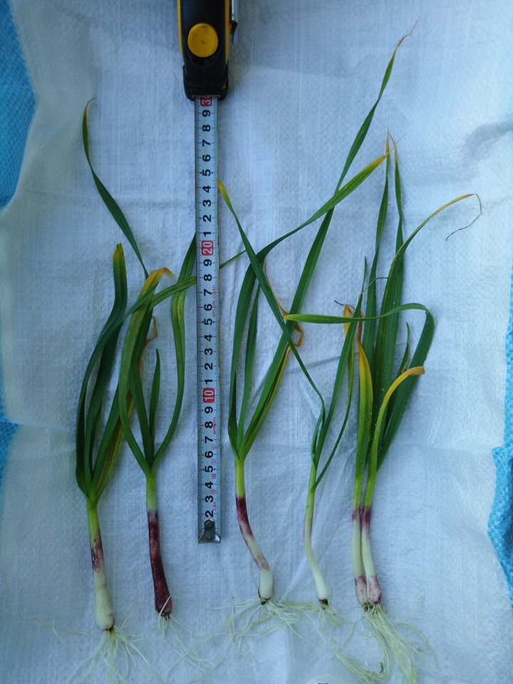 保育所のそばに作付けした葉ニンニクを3セット試し掘りしました-2016-12-03