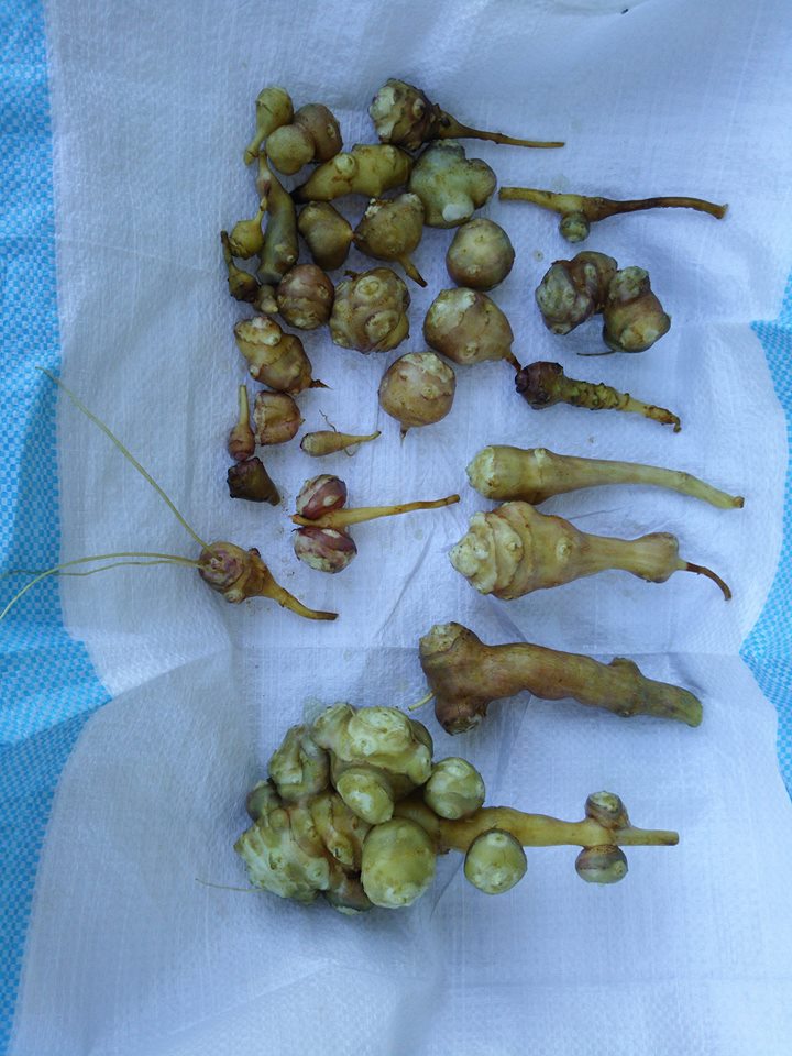 菊芋を1株試し掘りしました-2016-12-03