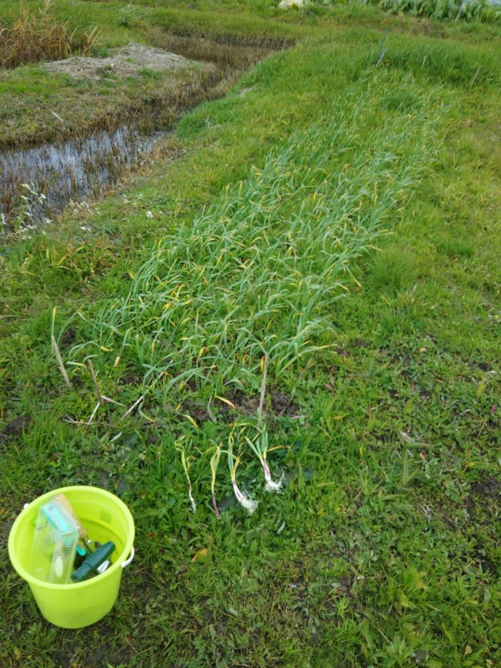 葉ニンニクを元の場所に埋め戻しました-2016-12-06