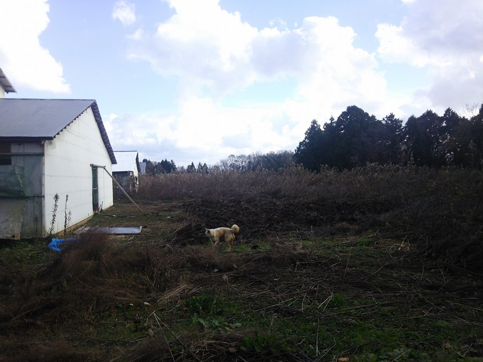隣は今年の秋から椎茸栽培の人が使ってます-2016-12-05