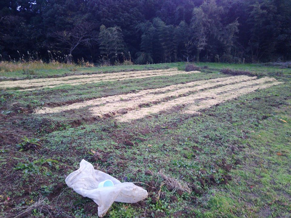 春菊の間引きともみ殻マルチ-2016-12-06