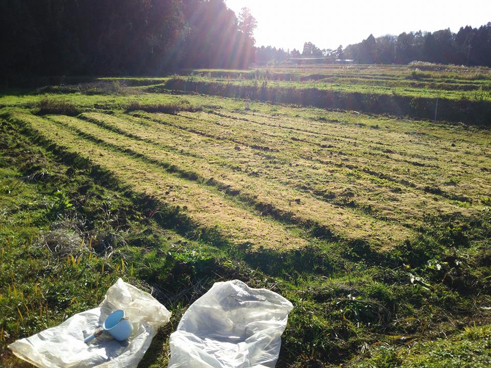 おとといの晴れの日に春菊と三陸つぼみ菜の残りの畝にもみ殻を2袋分敷いてます-2016-12-10