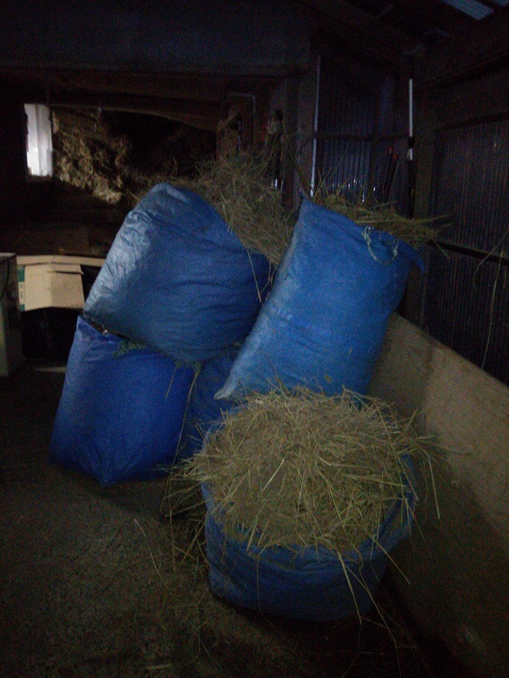 ヤギのチーズのお礼に穴水駅前にある移住定住促進協議会の事務所に行ったら、ヤギ小屋用の敷きわらの話になりました-2016-12-20