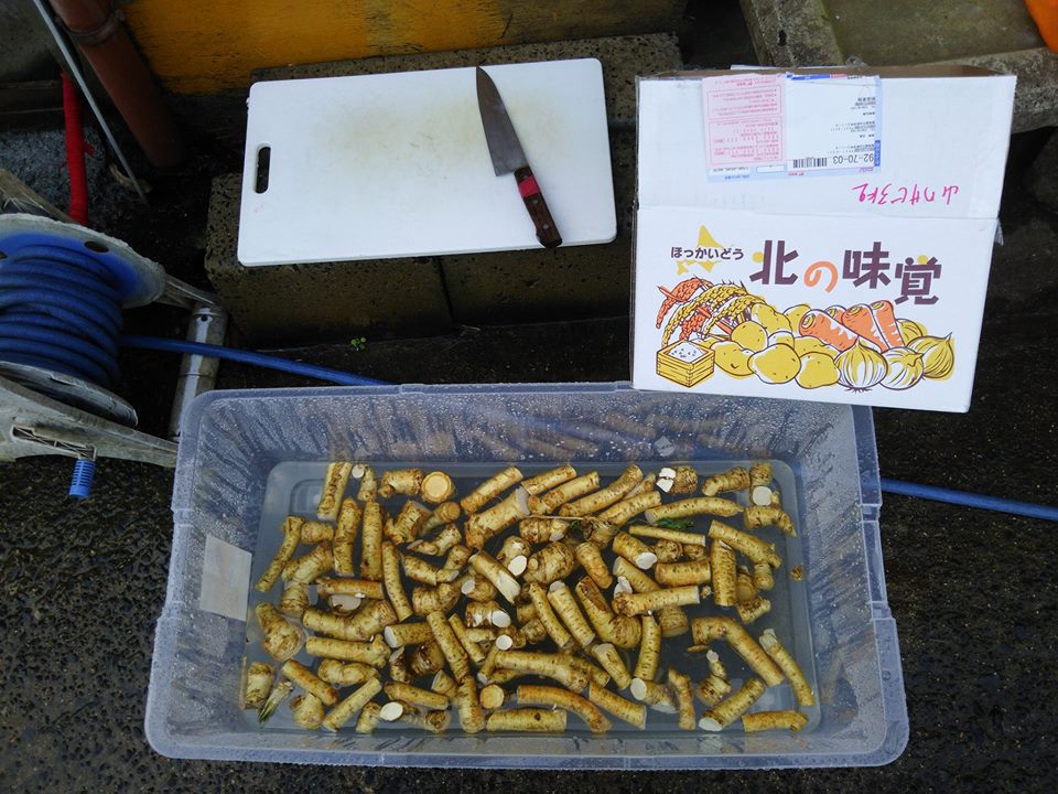 北海道江差産の西洋ワサビ(食用)を種イモ代わりにするために、まず大きめにカット-2016-12-25