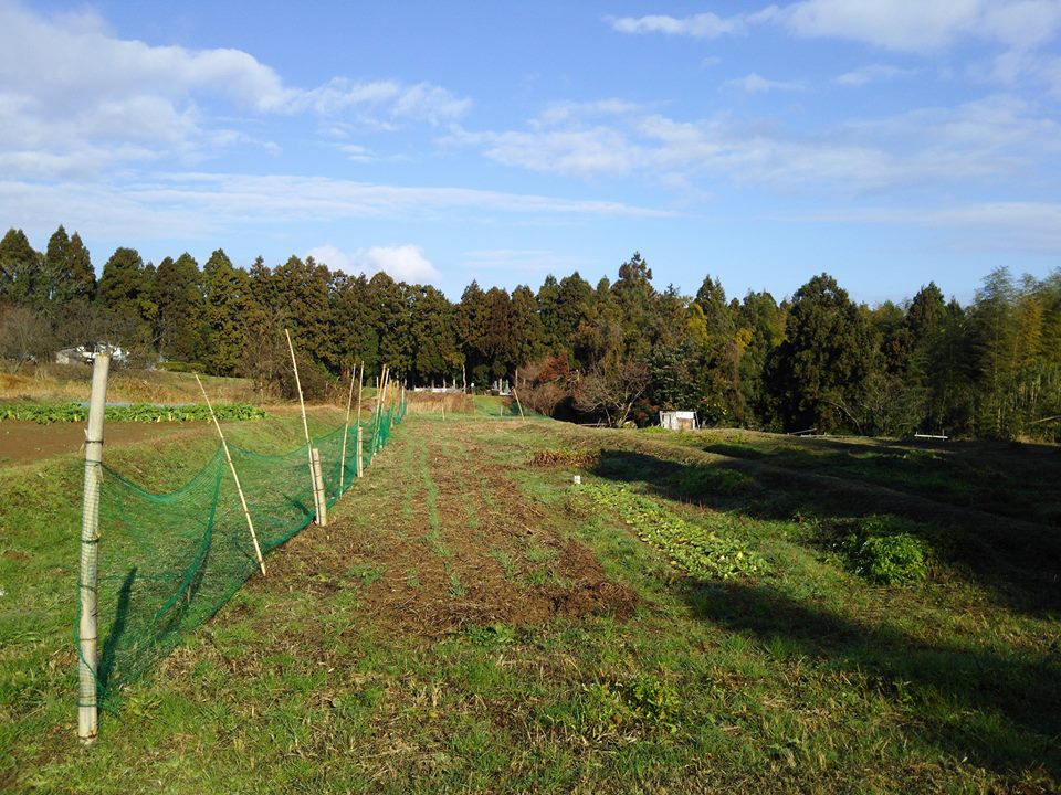 私のような自然栽培だと地力がつくまで4～5年かかりますが雑草の刈草だけでは無理ですね-2017-01-01