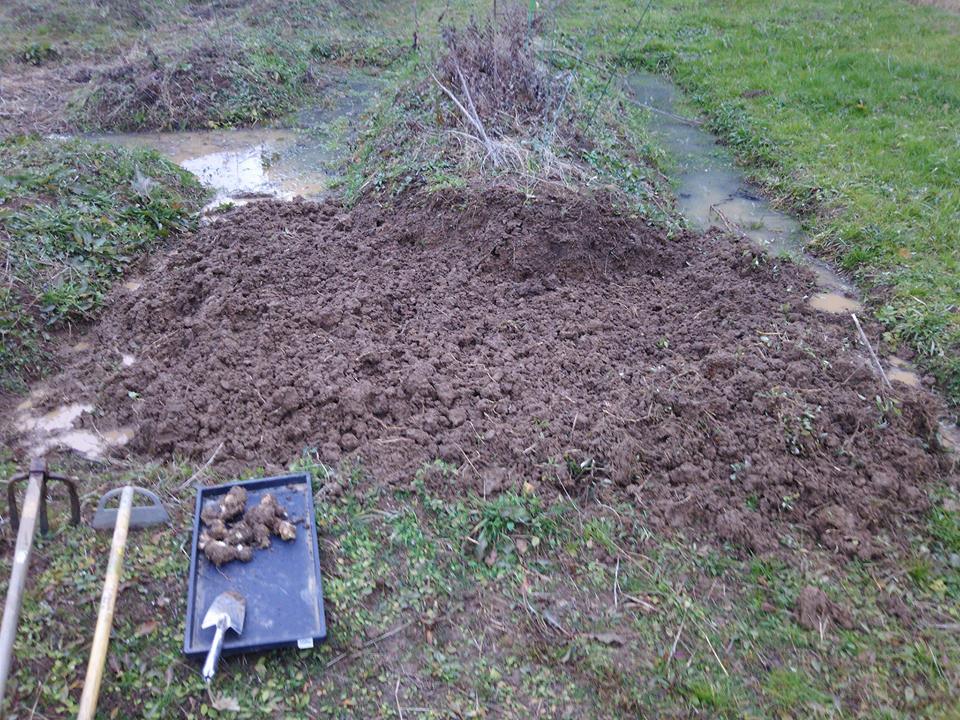 12月31日に高畝で栽培してみたキクイモを一株掘り起こしました。-2017-01-01