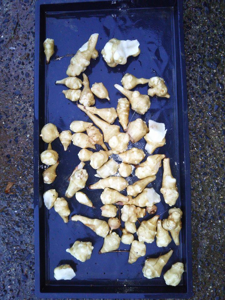 昨日キクイモの掘り起こしをしましたが、小粒が少量でした-2017-01-07