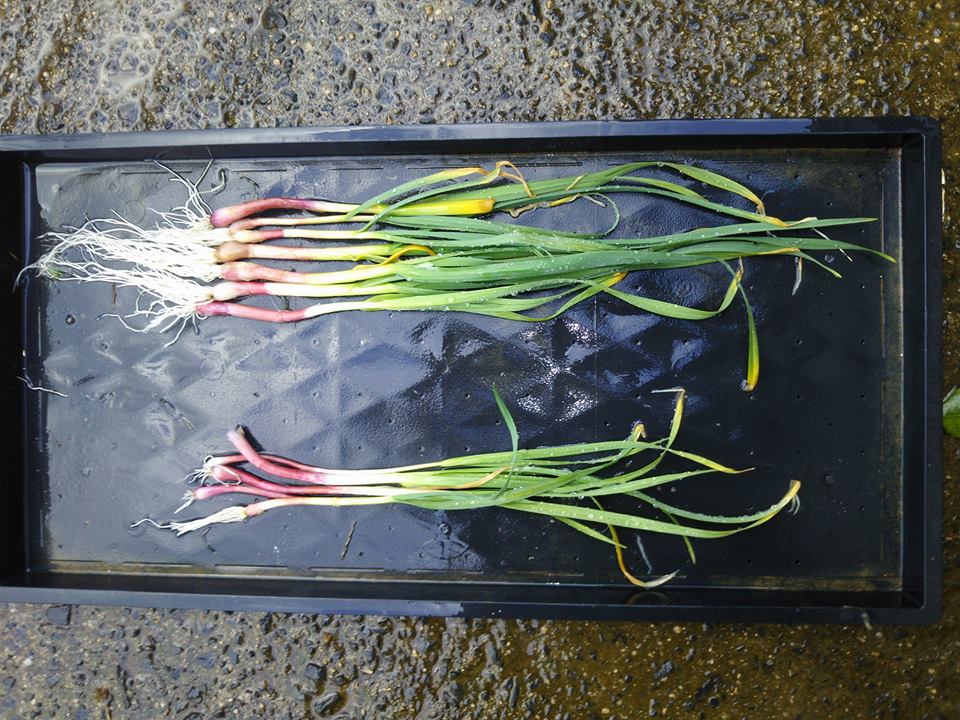 これから葉ニンニクの試験掘りです-2017-01-10