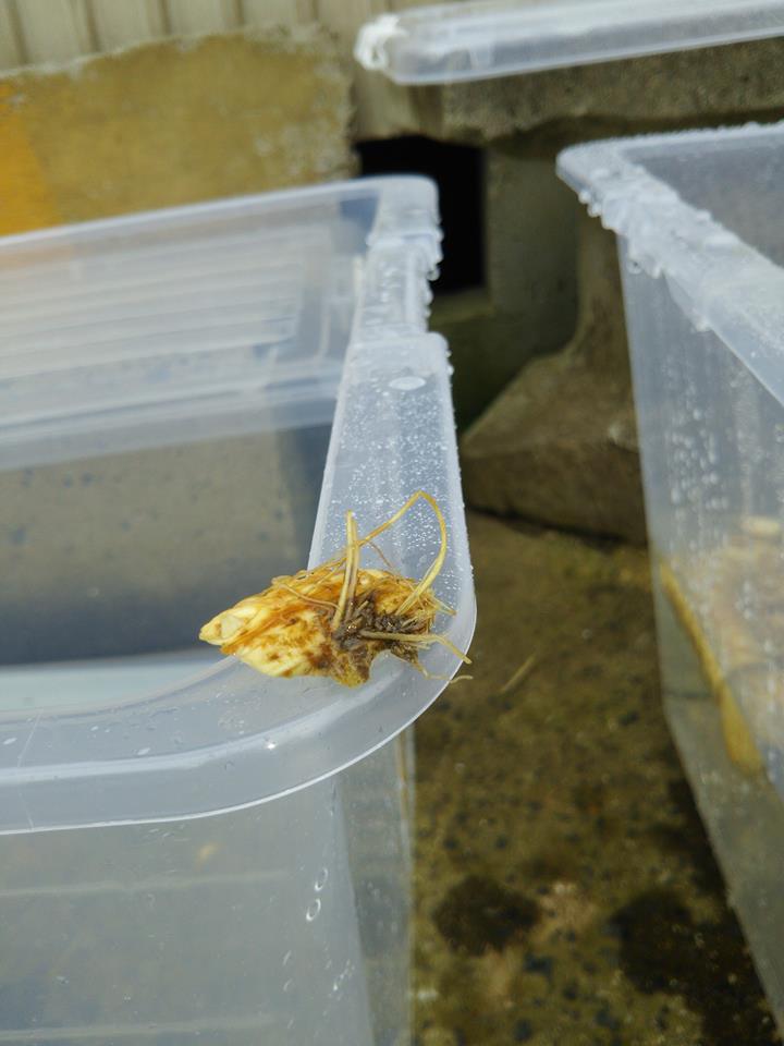 レフォール(西洋ワサビ)ですが見ての通り切り口でなくて表皮から根を出すので、薄い小片でも発根します-2017-01-06