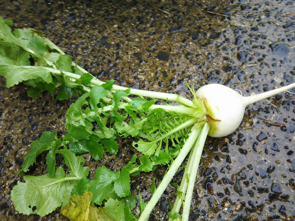 辛味大根の試し掘りしました-2017-02-05
