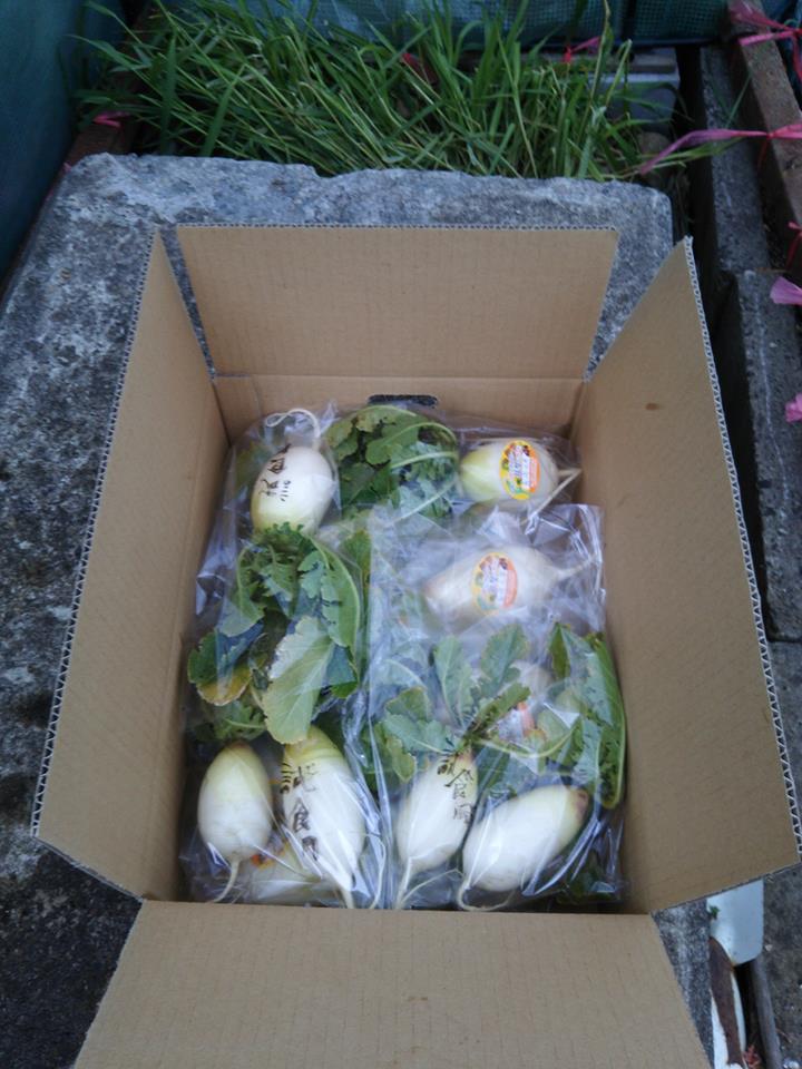 味辛という宇治交配種の辛味大根を収穫しました-2017-02-07