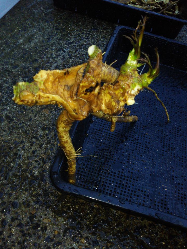 西洋わさびを洗ってみました。根っこが生きてれば頭が裂けてても育つみたいです-2017-02-13