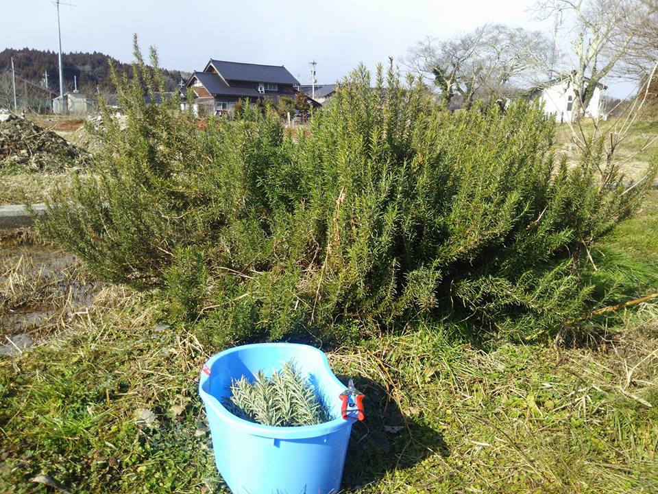 ローズマリーの中でも料理用で使われるトスカナブルーという品種です。栽培4年目になります-2017-02-10