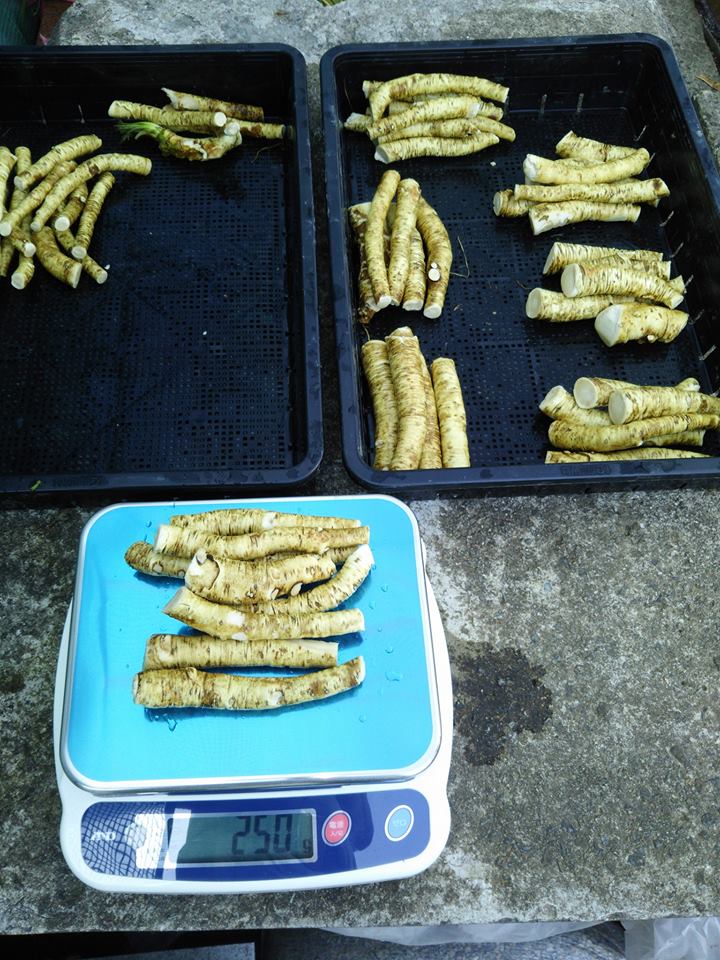 今日は晴天です。昨日収穫した西洋わさびの出荷作業です-2017-02-16