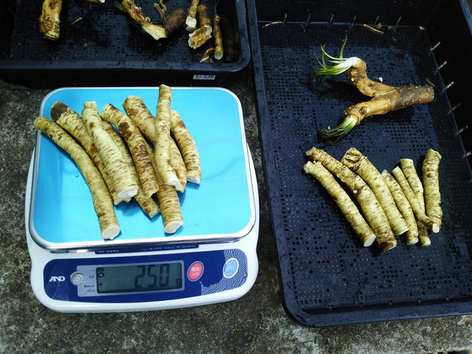 昨日に続いて西洋わさびの収穫作業を雪の降ったり止んだりする中でしてました。半分終わりました-2017-02-14