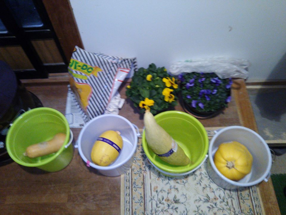 かぼちゃの種取りが残っていた-2017-02-12