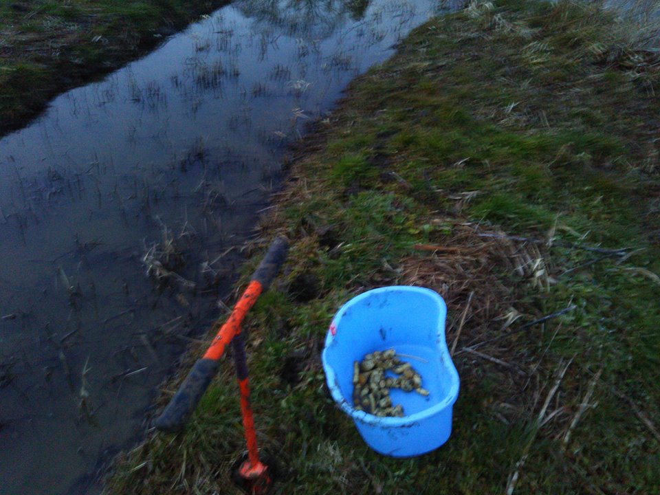 西洋わさびをまだ水につけたままにしていたら発根した根が溶けました。水も取り替えなかったのでミズカビがついてました。ダメかな？-2017-02-12