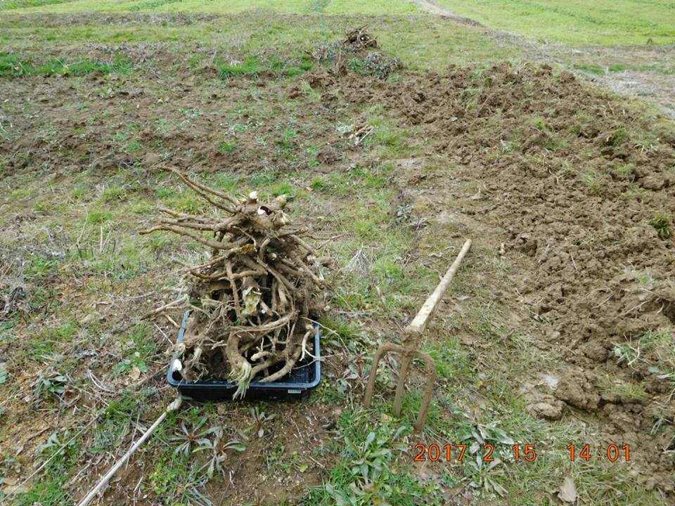 昨日に続いて西洋わさびの収穫作業をしてました-2017-02-15