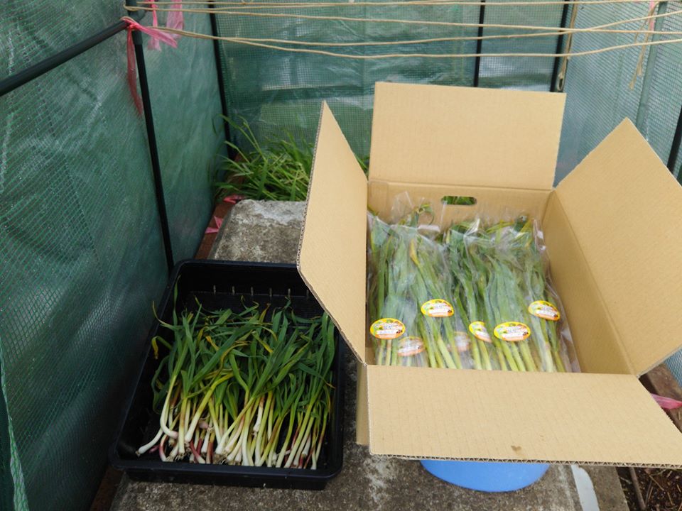 葉ニンニクの出荷作業中です-2017-02-12
