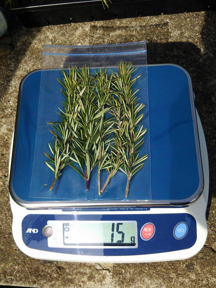 月曜日の早朝に金沢中央卸市場「顔の見える能登の食材」でローズマリーと葉ニンニクを取引してもらいました-2017-02-14