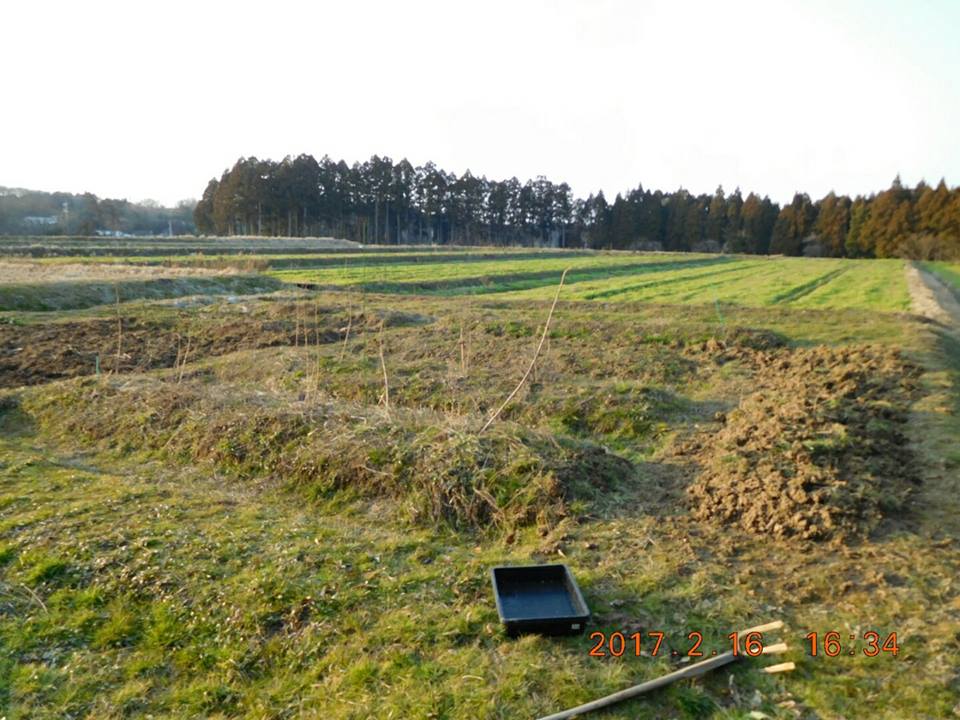 昨日キクイモの掘り起こしをしてました-2017-02-17