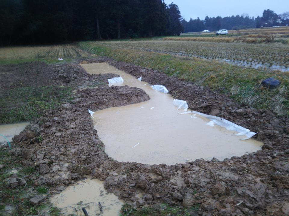 朝から雨です。農薬入りの水が直接ほ場内に流入しないための排水溝と兼用のビオトープ構築は終わりました-2017-02-20