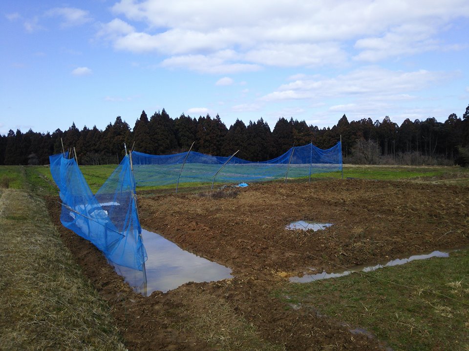 東京から戻って見てみたら防風ネットが飛びそうなので、しっかり固定させます-2017-02-28