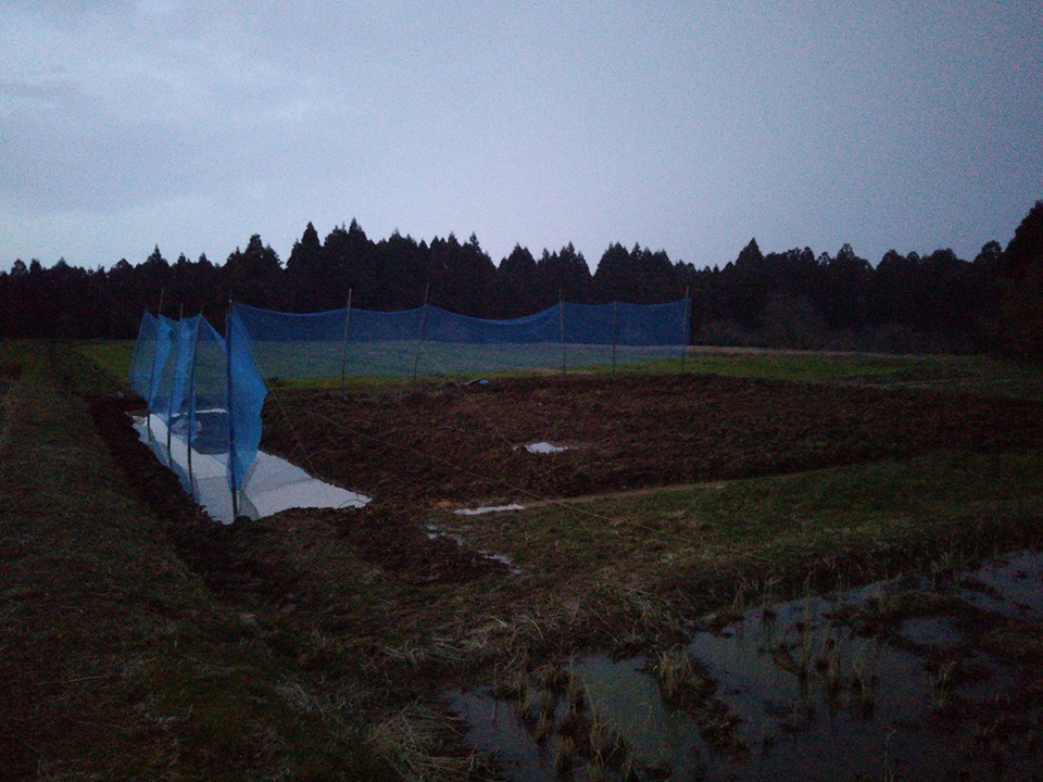 今日は晴天で風が強いですが、とりあえず防風ネットの補修-2017-02-24