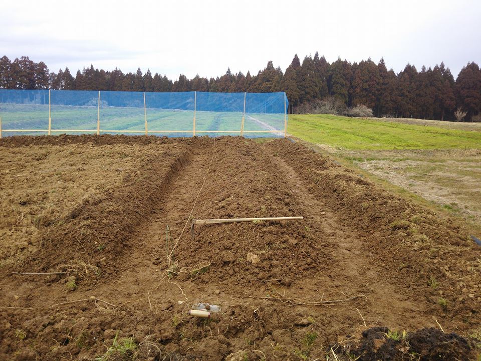 10mかける10mで1アール分の面積の畝立てをすませました-2017-03-02