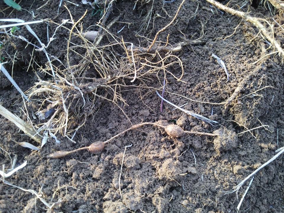 3月4日に長野県佐久平市での有機農業のイベントに参加するので、種苗交換会用のアピオスを掘り起こしてました-2017-03-03