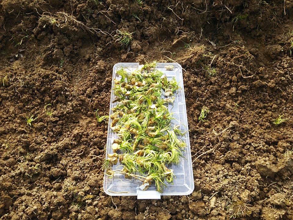 今まで水に浸けておいた西洋わさびですが、新芽が出てきたので植え付けます-2017-03-12