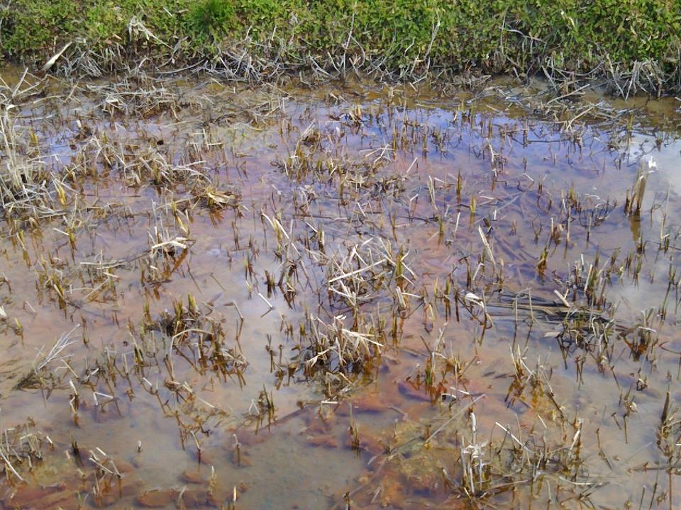 この赤いのは暖かくなると水田などでよく見かけるあれです。光合成細菌ですね-2017-03-19