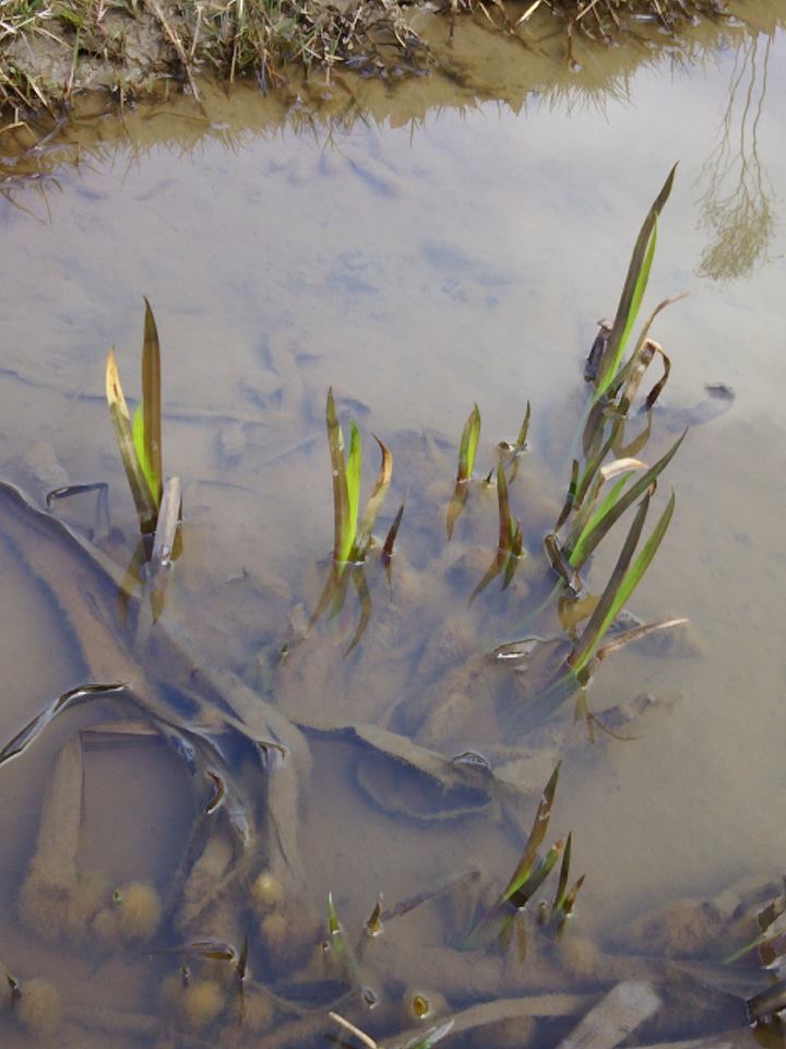 今5月の端午の節句の菖蒲湯用の匂い菖蒲の手入れも並行して始めてます-2017-03-17