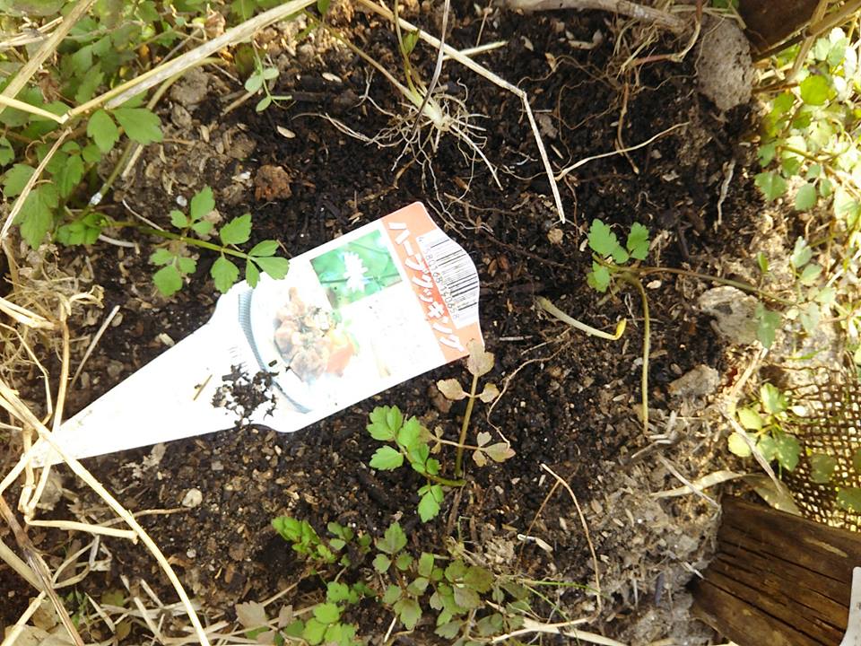 3つ並んでいるのはハーブのルーです。奥の1つはチコリです-2017-03-19